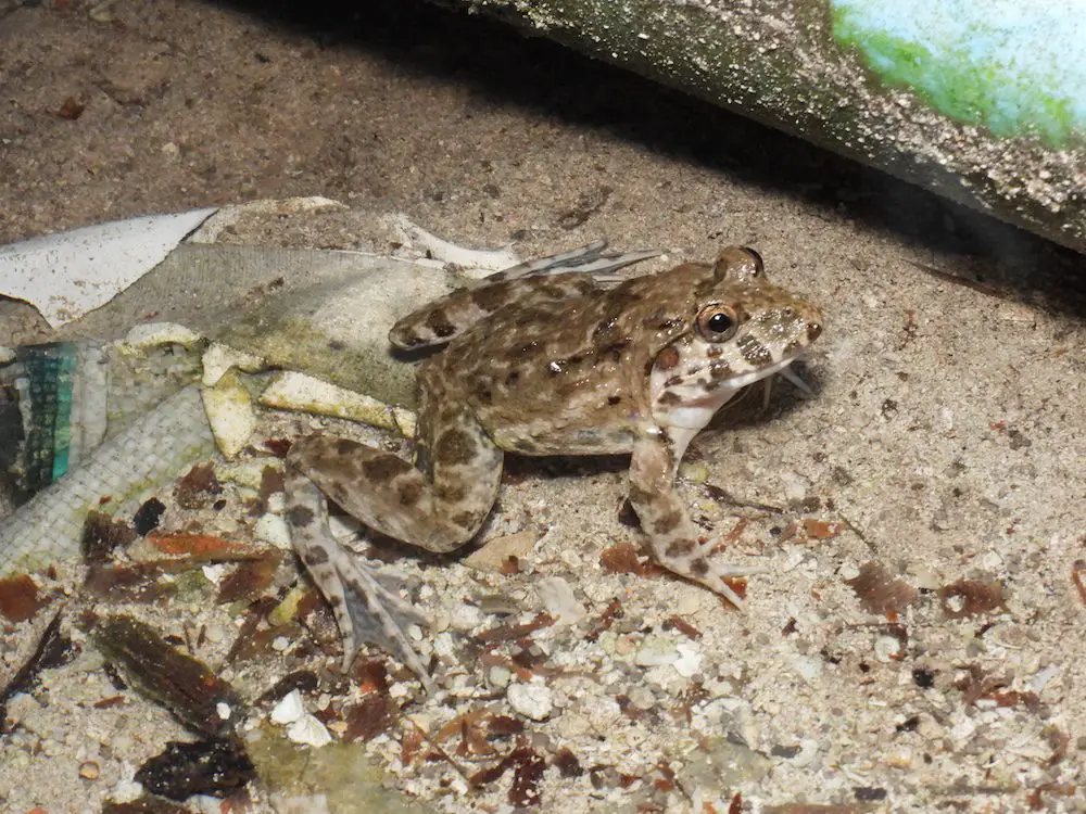 Brackish Frog (<i>Fejervarya moodiei</i>)