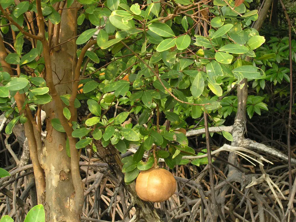 Cannonball Mangrove (<i>Xylocarpus granatum</i>)