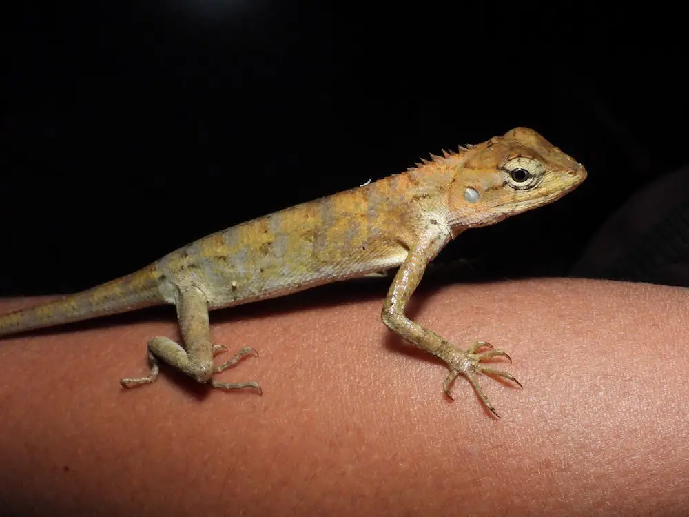 Changeable Lizard (<i>Calotes versicolor</i>)