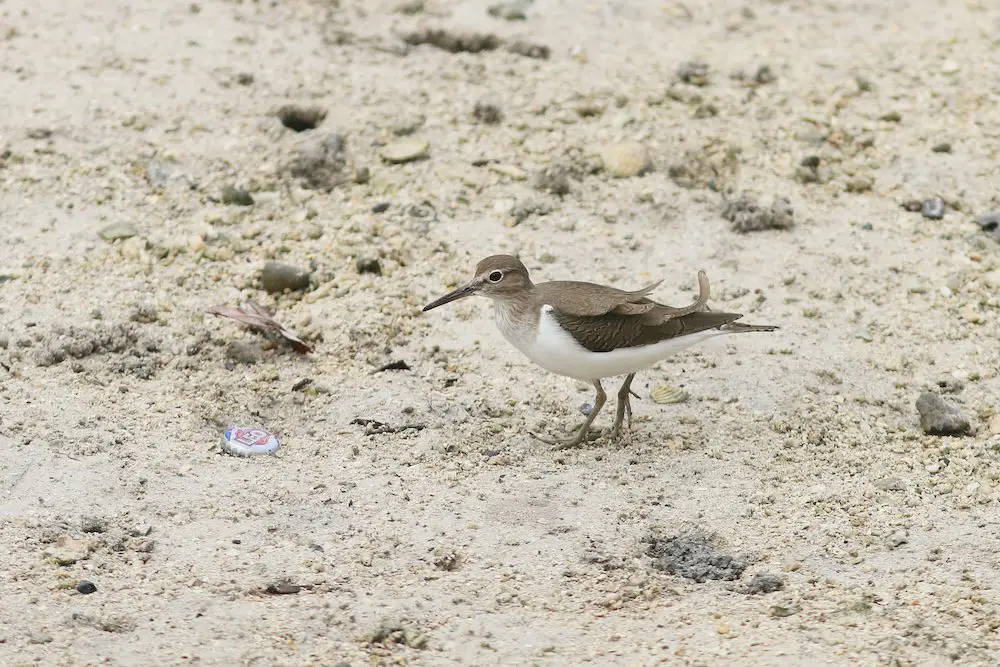 Common Sandpiper (<i>Actitis hypoleucos </i>)