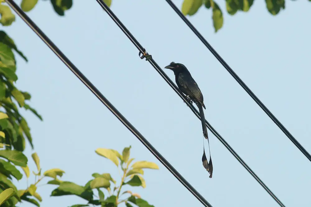 Greater Racquet-tailed Drongo (<i>Dicrurus paradiseus</i>)