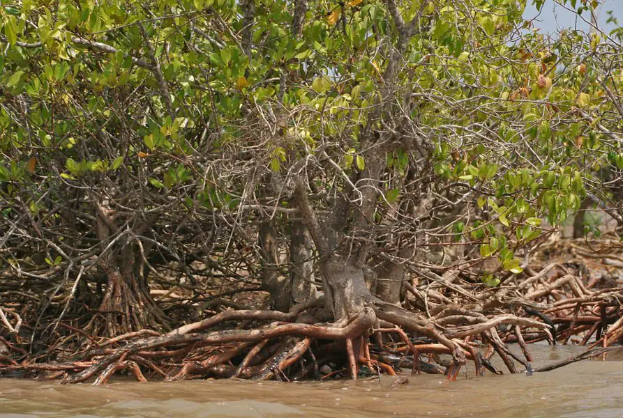 Blind-your-eye Mangrove (<i>Excoecaria agallocha</i>)