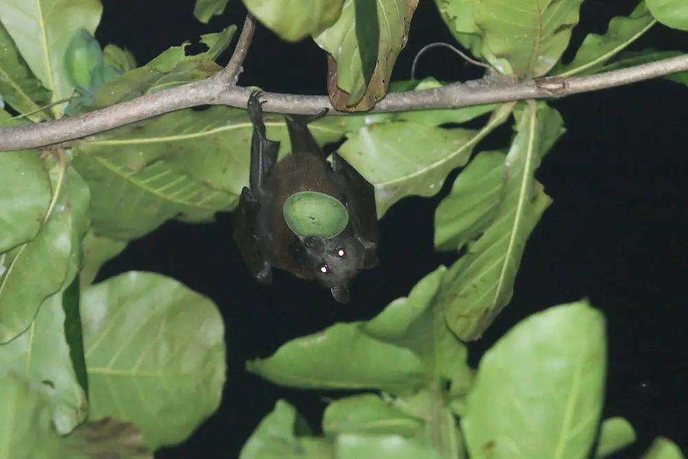 Flying Fox (<i>Pteropus hypomelanus</i>)
