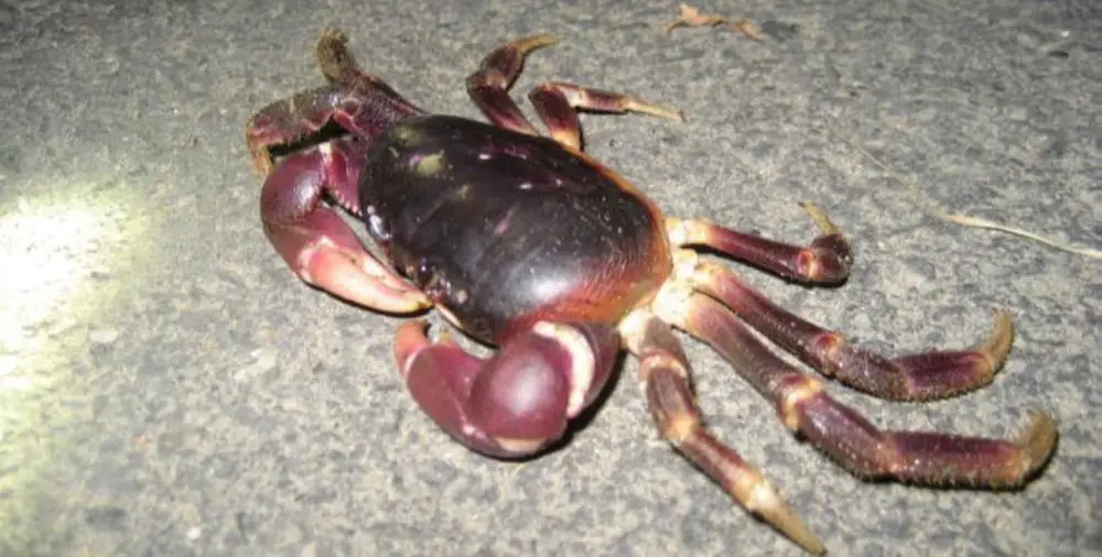 Land Crabs (<i>Gecarcoidea sp.</i>)