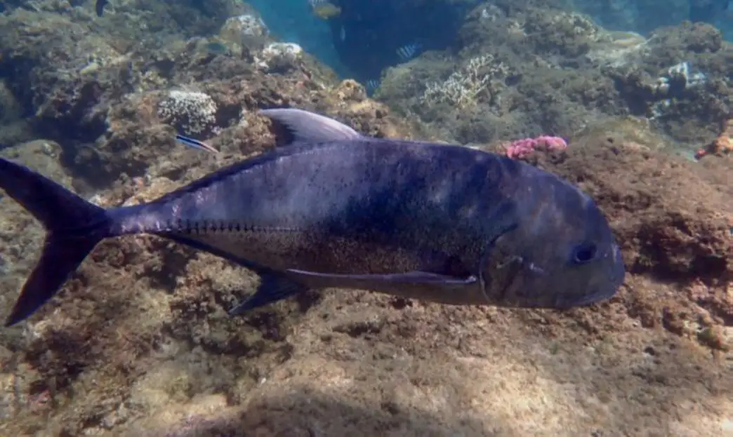 Giant trevally (<i>Caranx ignobilis</i>)
