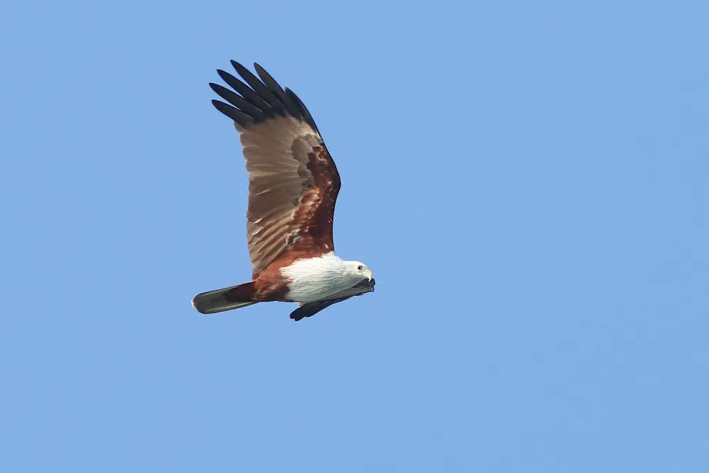 Red Hawk (<i>Haliastur indus</i>)