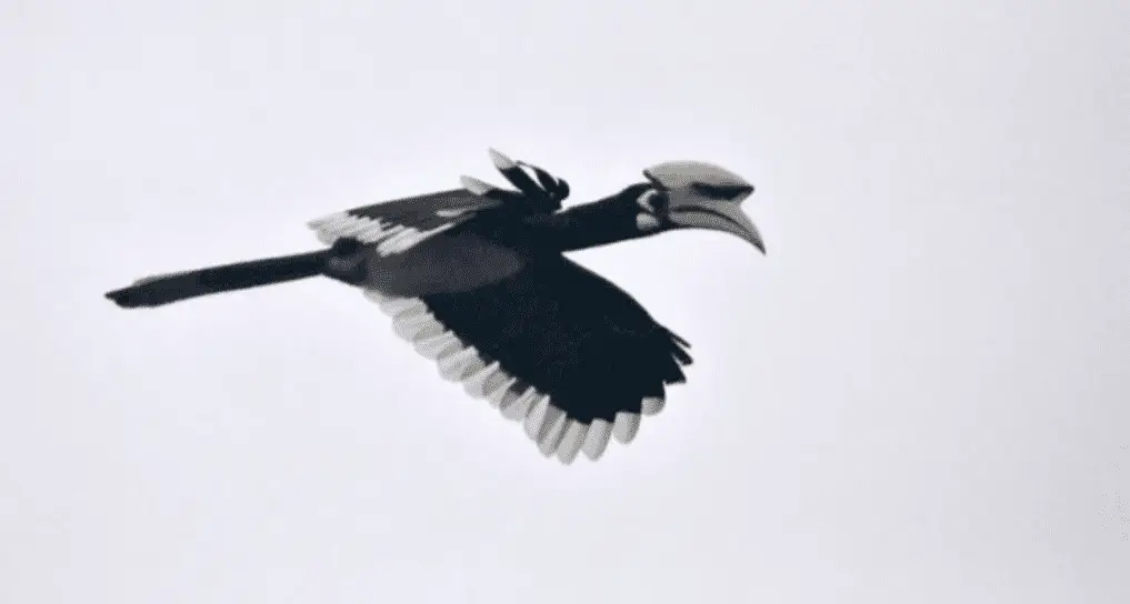 Oriental Pied Hornbill (<i>Anthracoceros albirostris</i>)