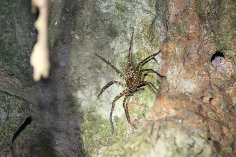 Lichen Huntsman Spider (<i>Pandercetes sp.</i>)