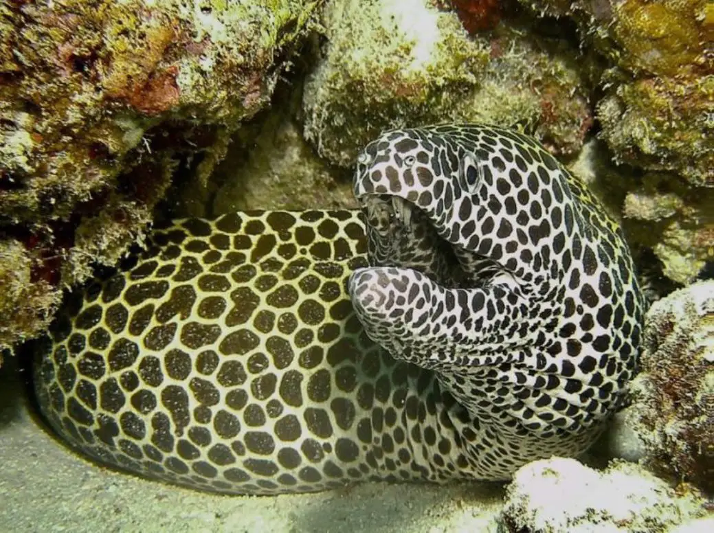 Laced Moray Eel (<i>Gymnothorax favagineus</i>)
