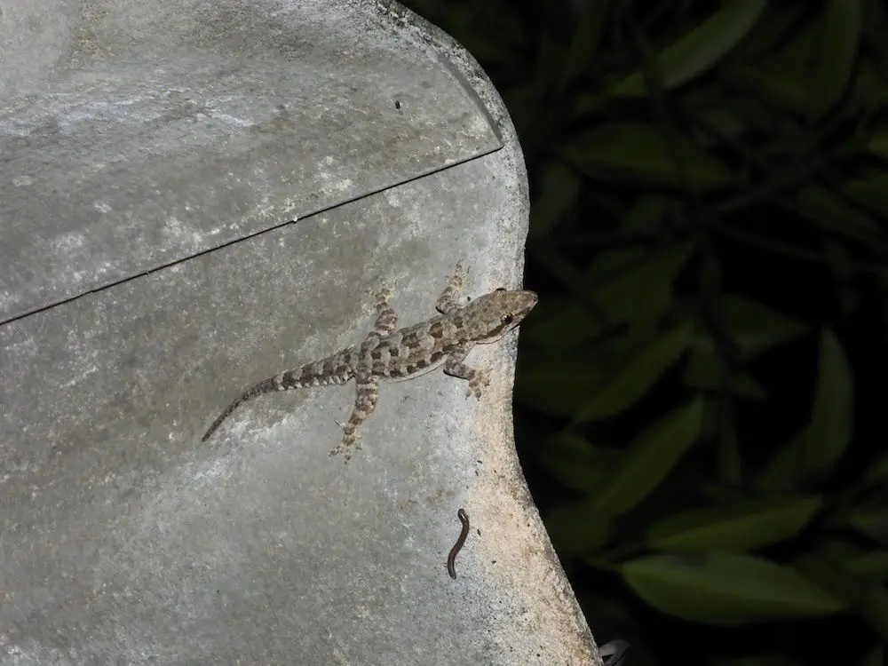 Lekagul's Bent-toed Gecko (<i>Cyrtodactylus lekaguli</i>)