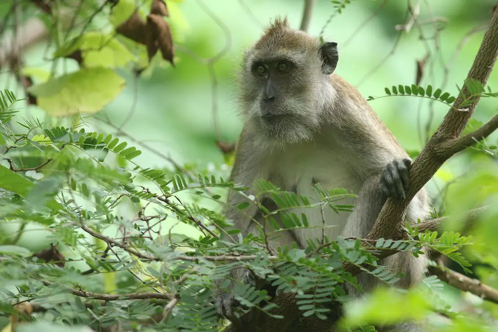 Long-Tailed Macaque (<i>Macaca fascicularis</i>)