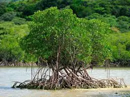 Loop-root Mangrove (<i>Rhizophora mucronata</i>)