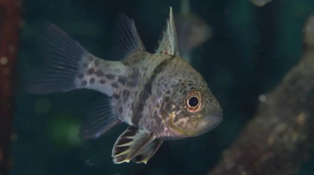 Orbiculate Cardinalfish (<i>Sphaeramia orbicularis</i>)