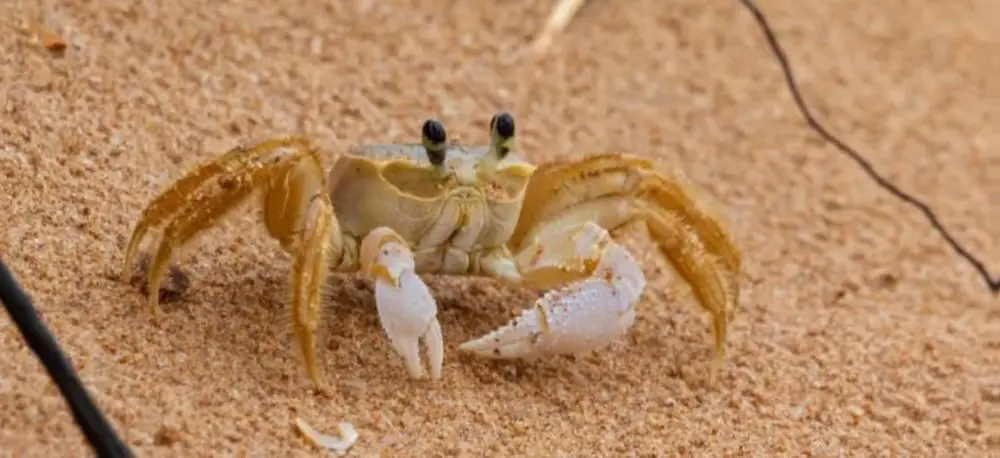 Ghost Crab (<i>Ocypode sp.</i>)