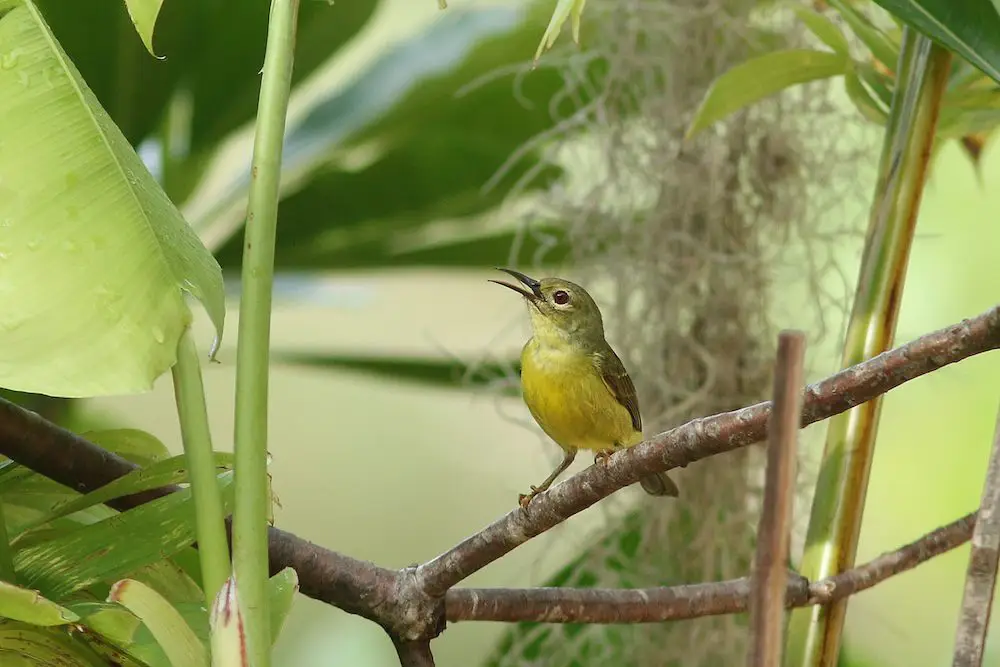 Olive-backed Sunbird (<i>Cinnyris jugularis</i>)