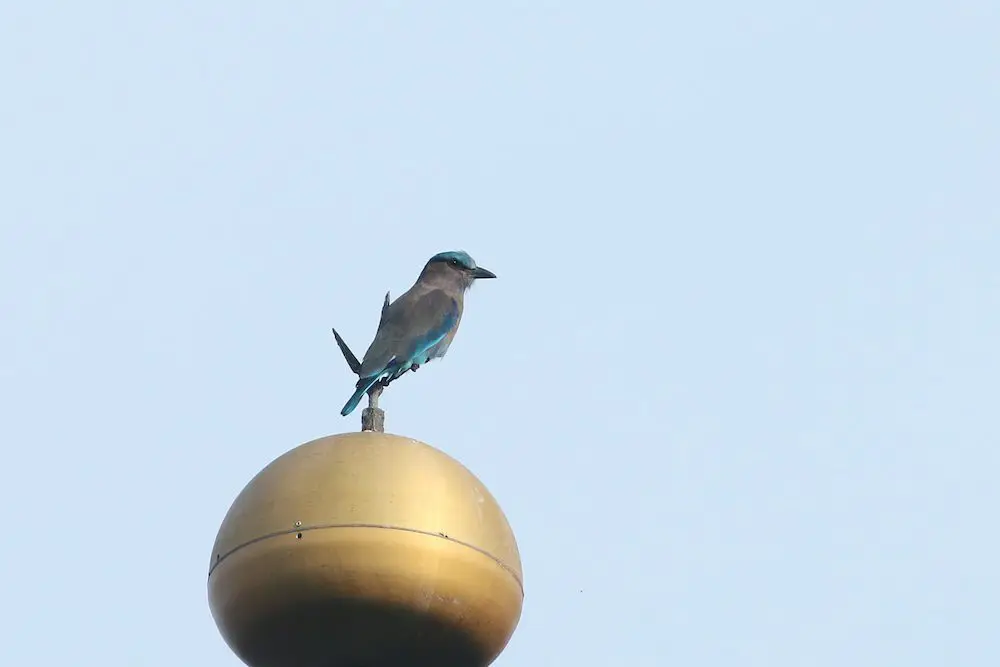 Oriental Dollarbird (<i>Eurystomus orientalis</i>)
