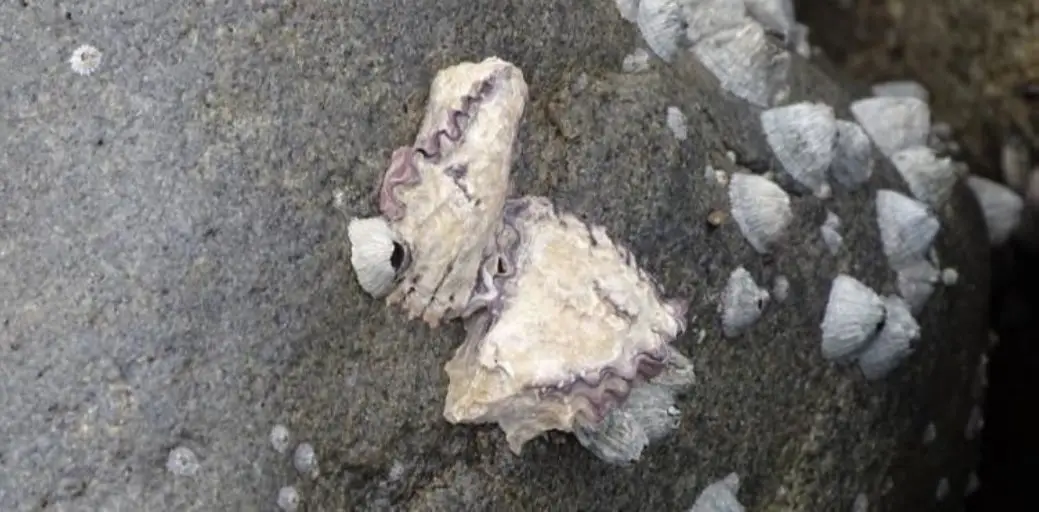 Oyster (<i>Saccostrea sp.</i>)