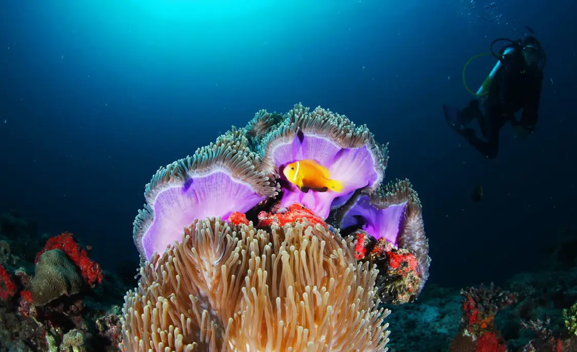 Diving