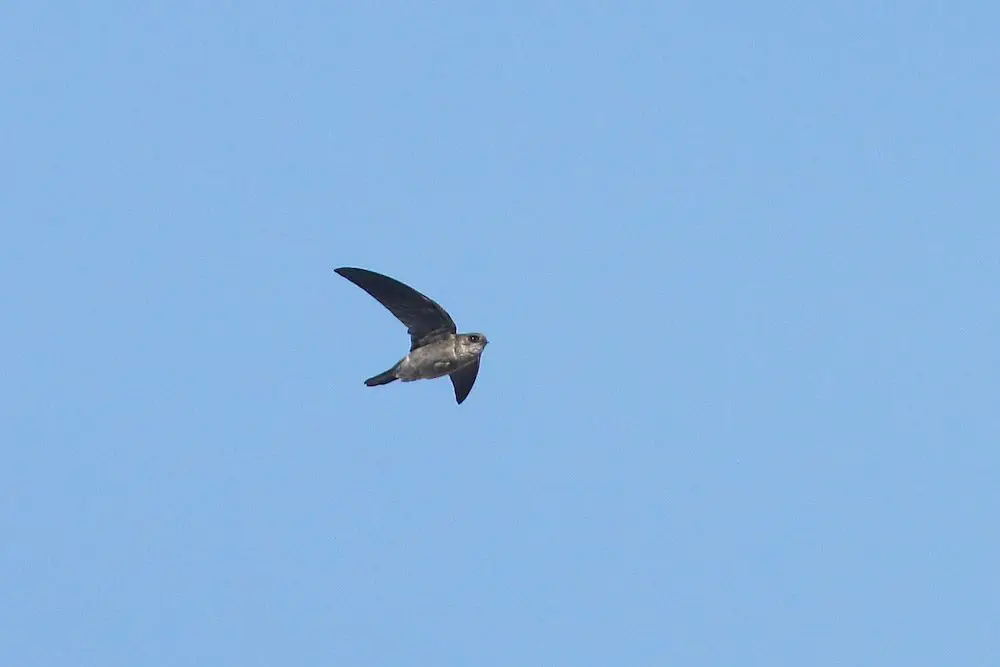 Pale-rumped Swiftlet (<i>Aerodramus germani</i>)