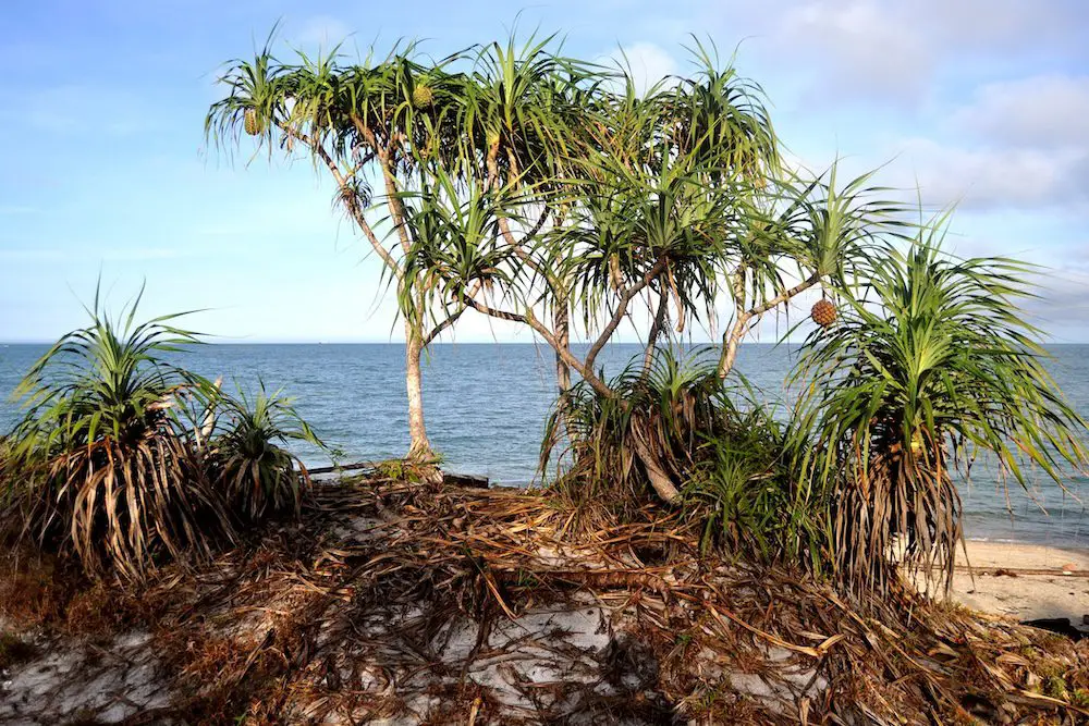 Fragrant Screw-pine (<i>Pandanus odorifer</i>)