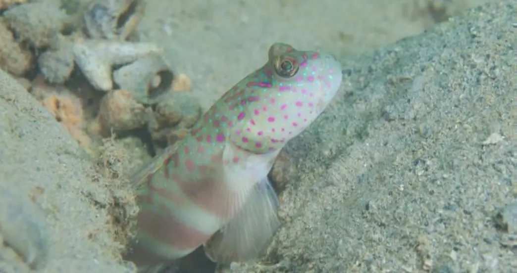 Pink-speckled Shrimpgoby (<i>Cryptocentrus leptocephalus</i>)