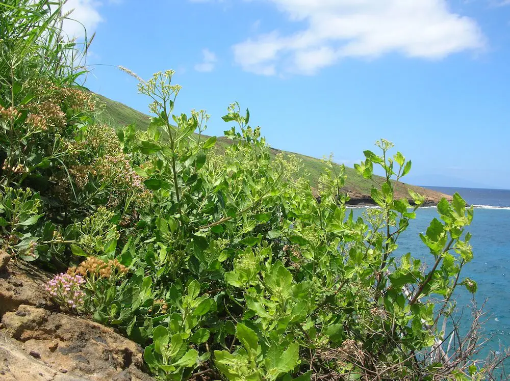 Indian Fleabane (<i>Pluchea indica</i>)