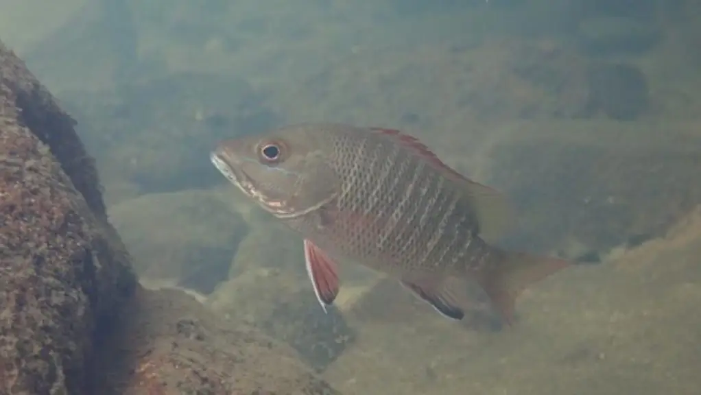 Mangrove red snapper (<i>Lutjanus argentimaculatus</i>)
