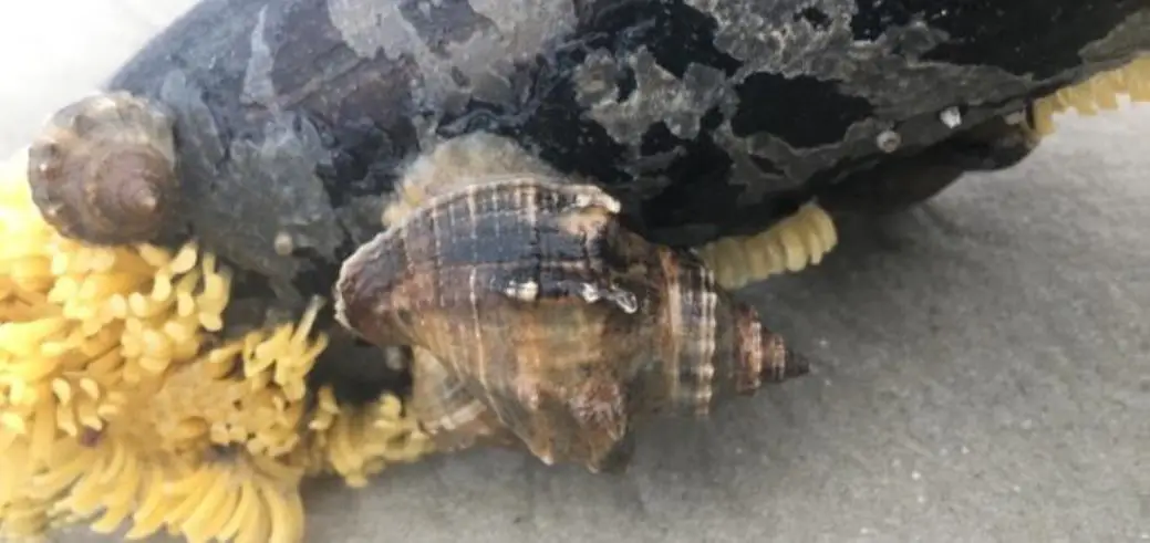 Rock snail, Murex snail (<i>Muricidae</i>)