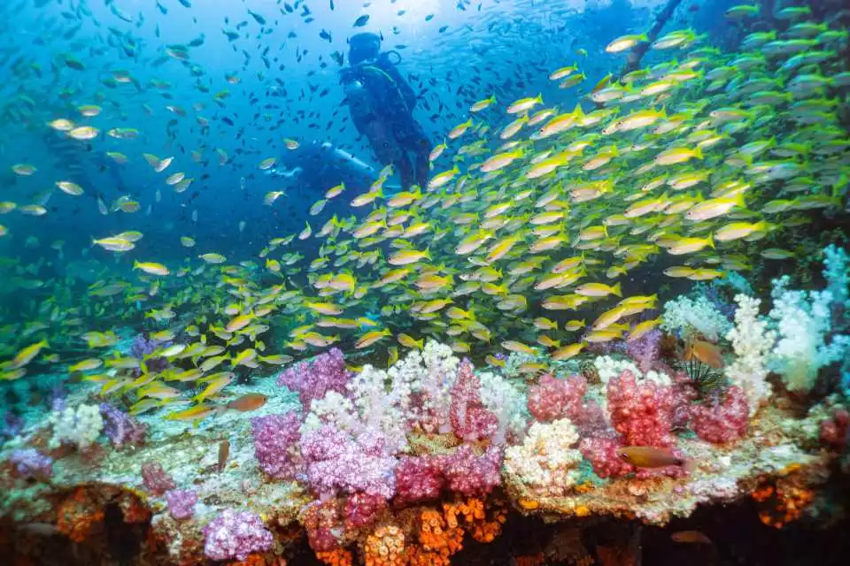 PADI in Phi Phi: Your Thai Island Scuba Diving Dream Destination