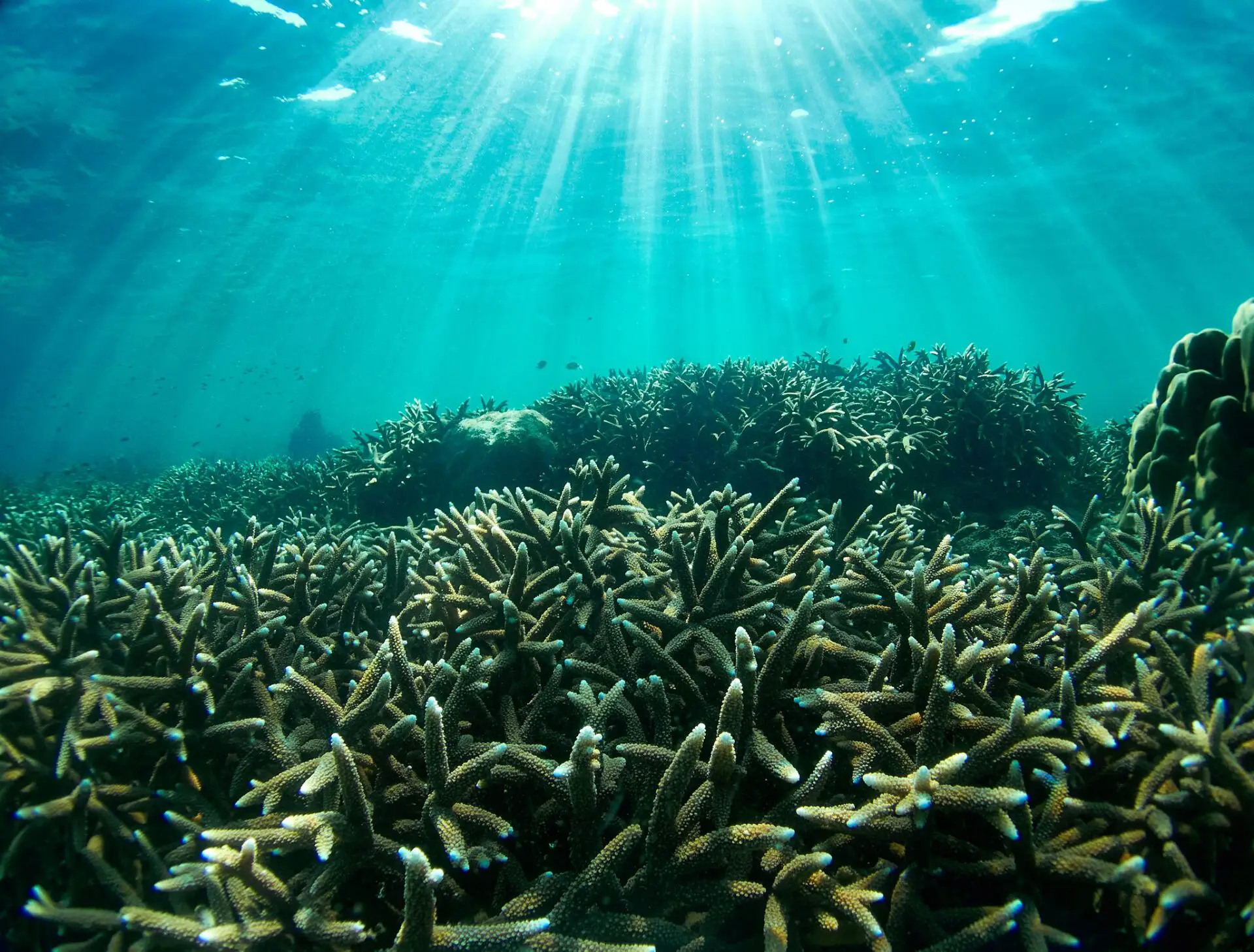 Coral Propagation