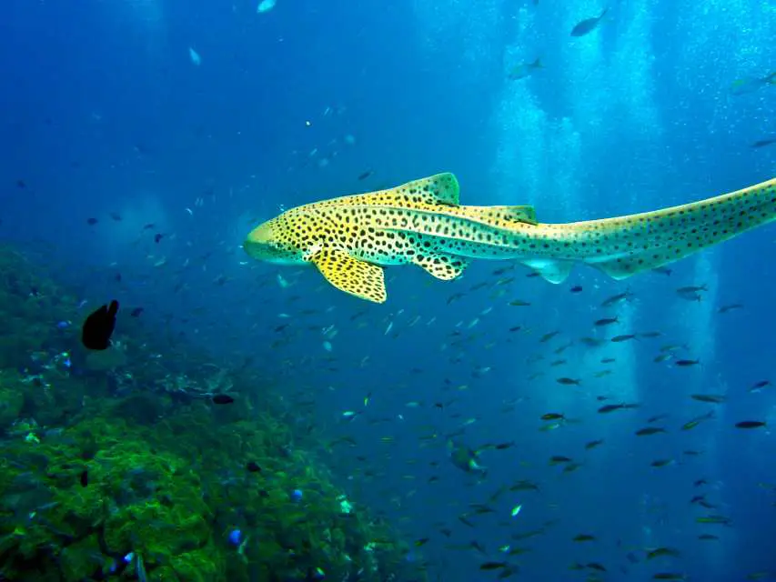 Discover Scuba Diving
