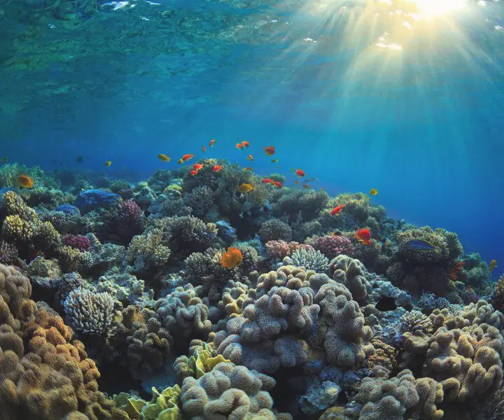 The Marine Life of Phi Phi Island