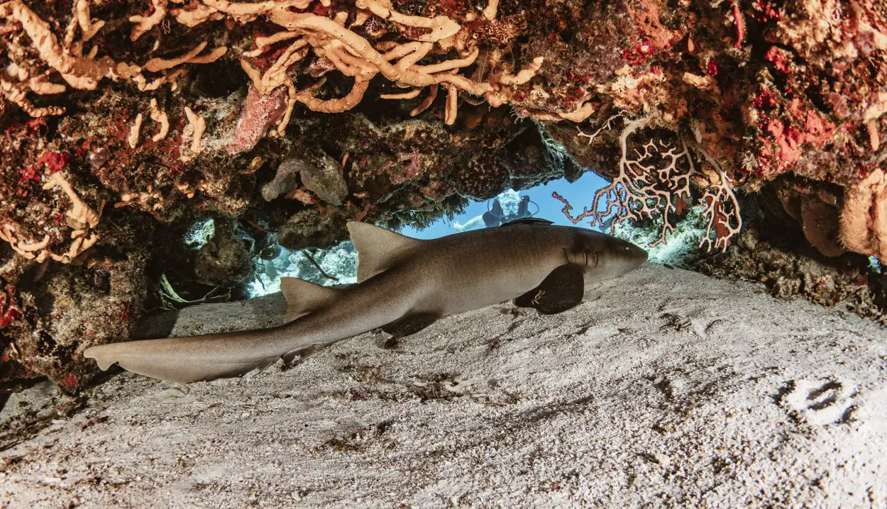 Sharks Species