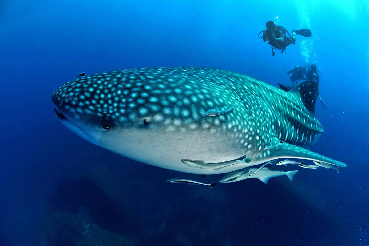 Save Our Sharks