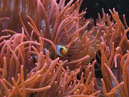 Sea Anemone (<i>Heteractis magnifica</i>)