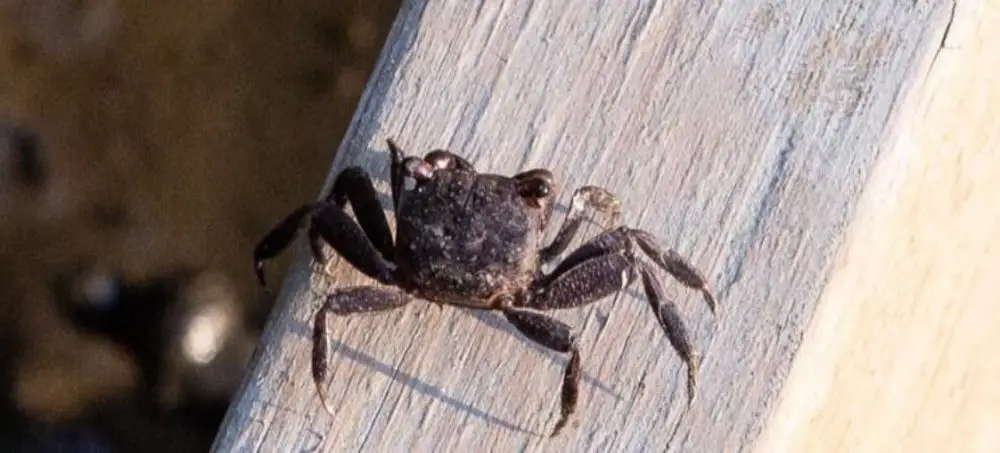 Mangrove Crab (<i>Sesarma sp.</i>)