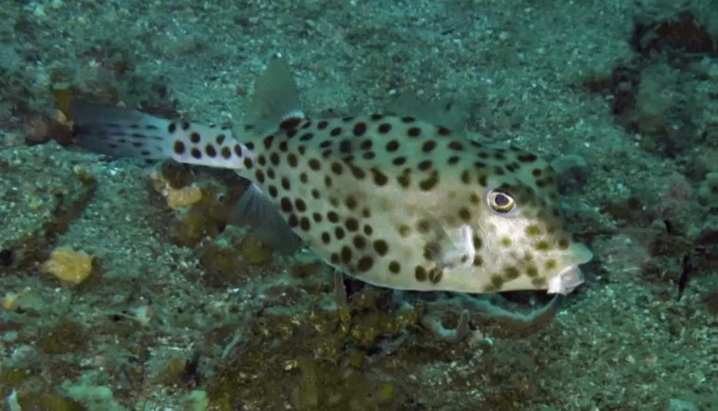 Shortnose boxfish (<i>Rhynchostracion nasus</i>)