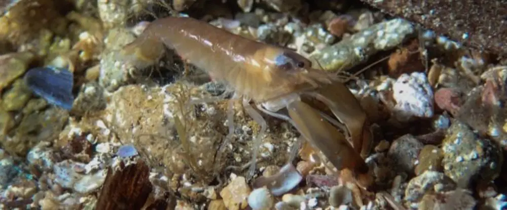 Snapping Shrimp (<i>Alpheus sp.</i>)