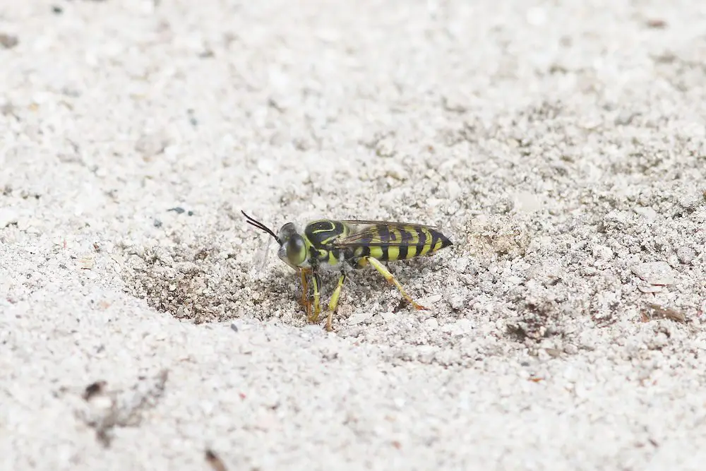 Striped Nomia (<i>Nomia strigata</i>)