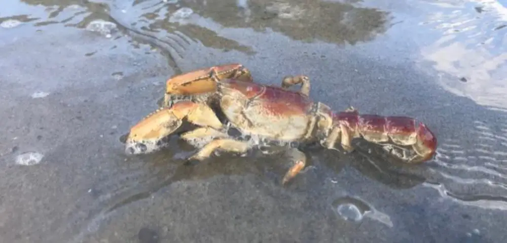 Mud Lobster (<i>Thalassina sp.</i>)