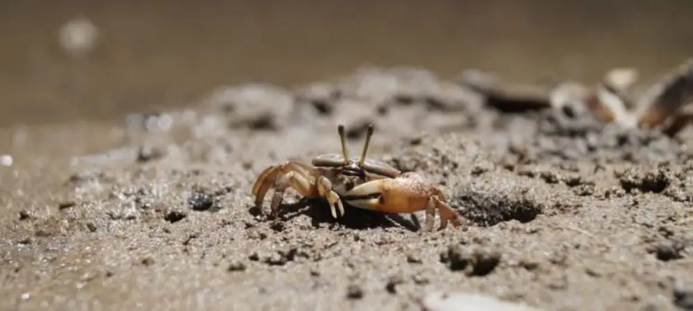 Fiddler Crab (<i>Uca sp.</i>)