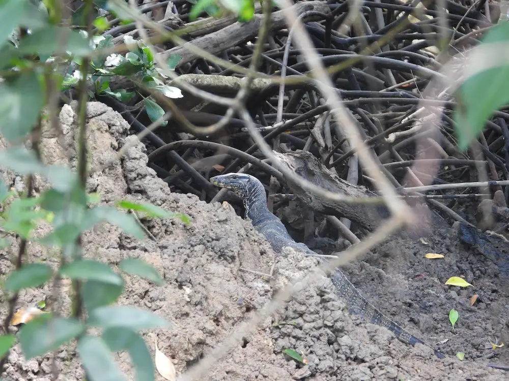 Water Monitor (<i>Varanus salvator</i>)
