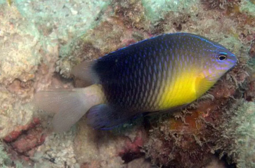 Yellowbreasted Damsel (<i>Pomacentrud xanthosternus</i>)