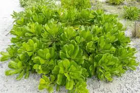 Beach Cabbage (<i>Scaevola taccada</i>)