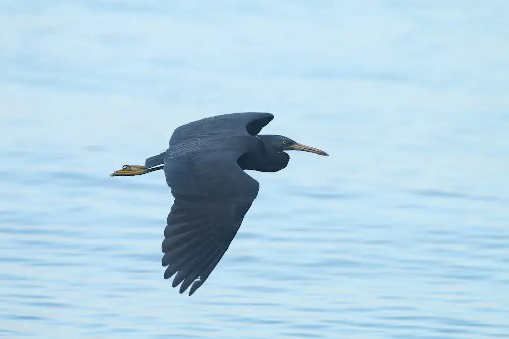 Pacific Reef Egret (<i>Egretta sacra</i>)