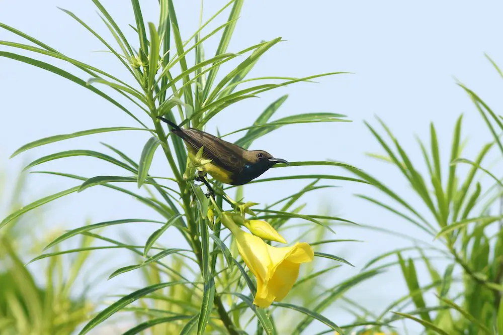 Garden Sunbird (<i>Cinnyris jugularis</i>)