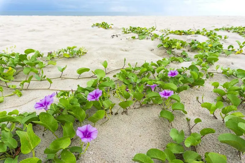 Beach Morning Glory (<i>Ipomoea pes-caprae</i>)