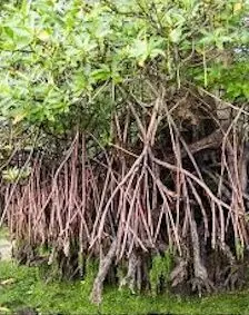 Tall-stilt Mangrove (<i>Rhizophora apiculata</i>)