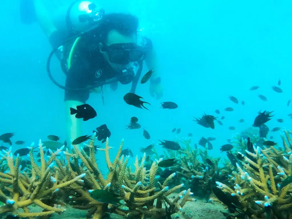 SAii Phi Phi Island Village Brings Marine Conservation to Life with Dedicated Diving Experiences